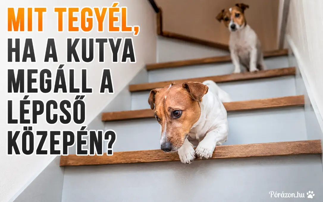 Mit tegyél, ha a kutya fél a lépcsőtől?