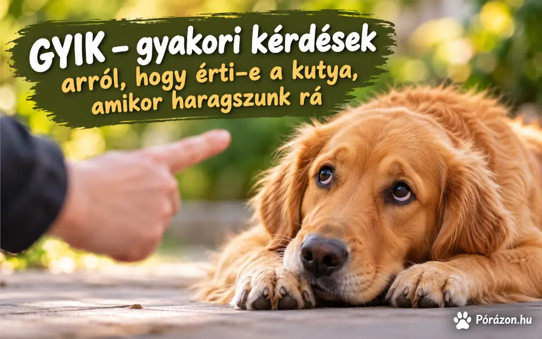 Érti a kutya, amikor haragszunk rá?