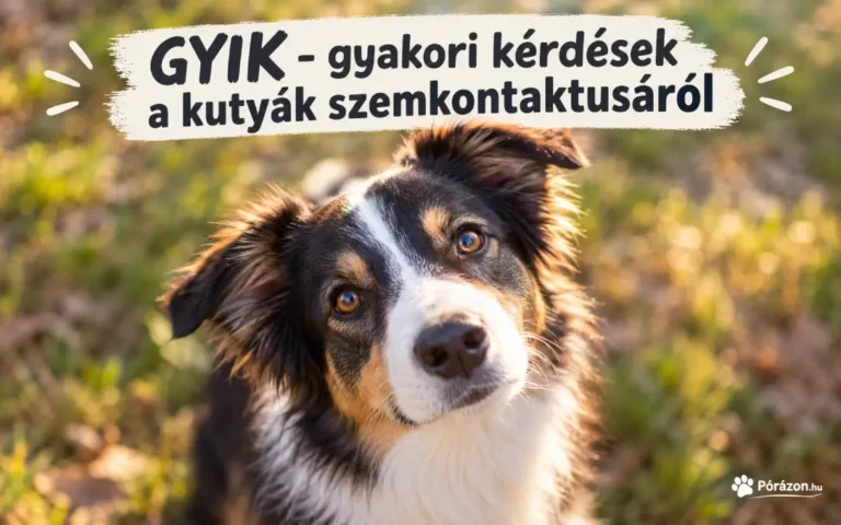 Mit jelent a szemkontaktus a kutyáknál?