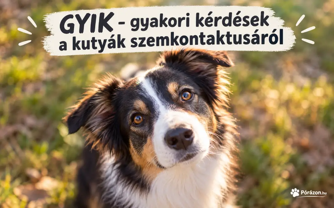 Mit jelent a szemkontaktus a kutyáknál?
