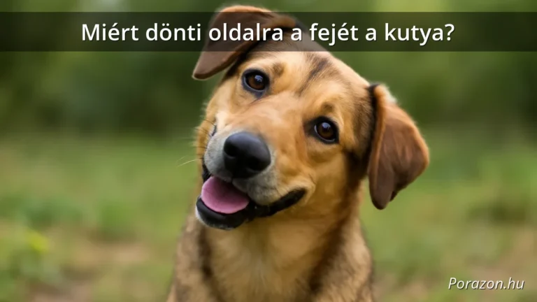 Curious dog tilting head sideways outdoors