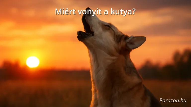 Kutyavonyítás naplementében, érzelmekkel teli kifejezés