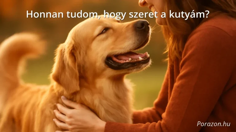 Boldog kutya, aki szeretettel néz a gazdájára és csóválja a farkát