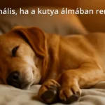 Sleeping dog twitching paws in bed