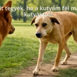 Félénk kutya közelít egy másik kutyához a parkban, testbeszédével mutatja félelmét