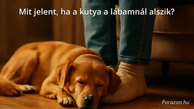 Kutya alszik az ember lábánál egy otthonos szobában