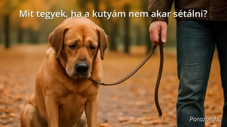 Kedvetlen kutya, aki nem akar sétálni a gazdájával egy parkban ősszel