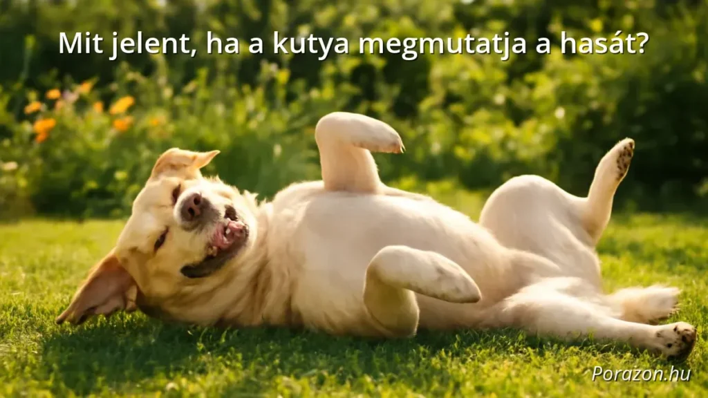 Kutya fekszik a hátán, megmutatja a hasát a kertben