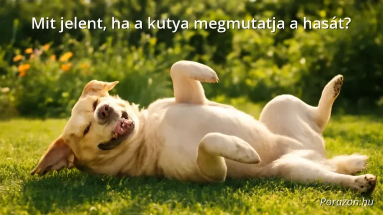 Kutya fekszik a hátán, megmutatja a hasát a kertben